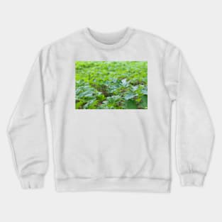 Field of young green giant hoghweed Crewneck Sweatshirt